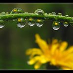 Erinnerungen an den Frühling...