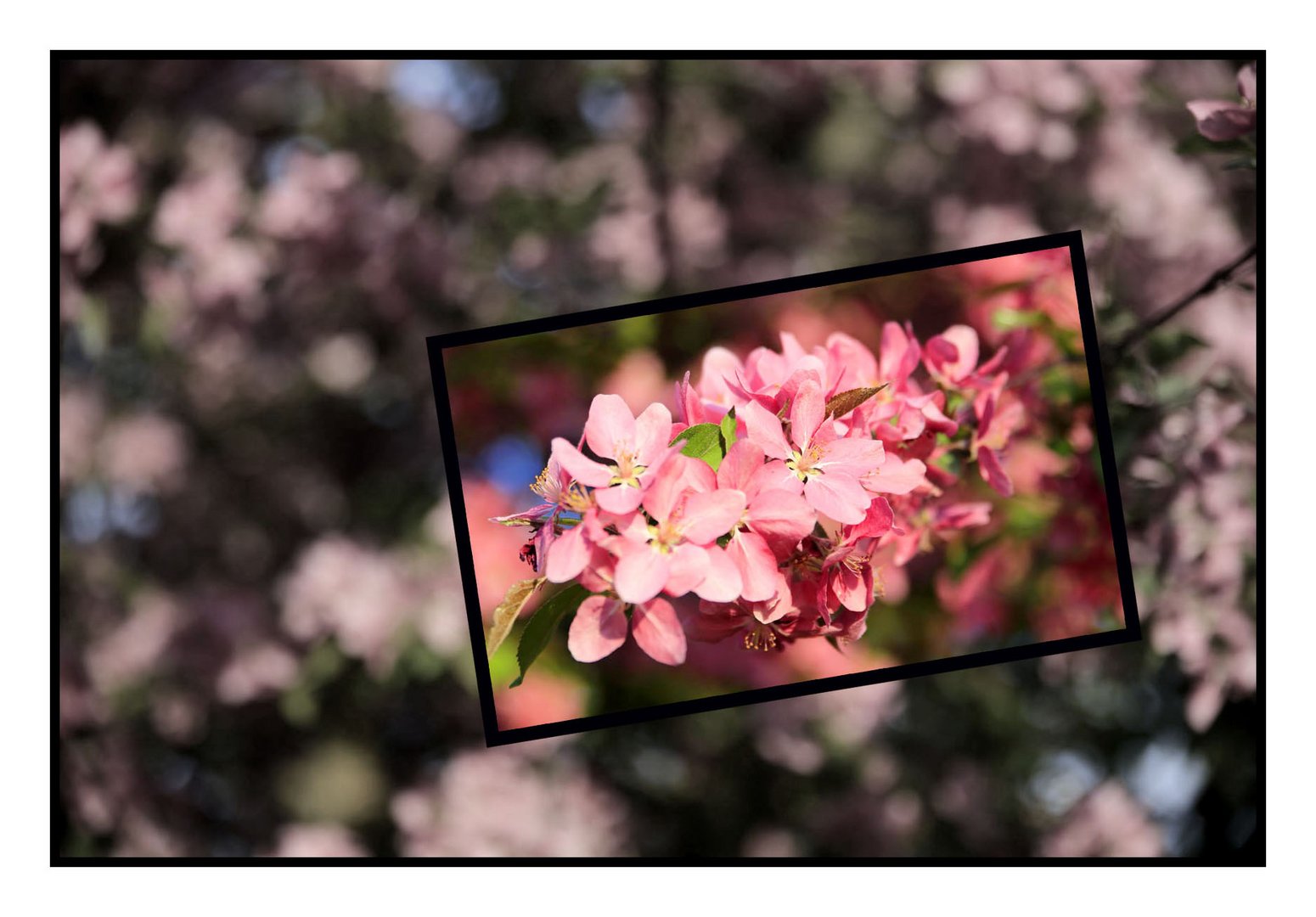 Erinnerungen an den Frühling :-)