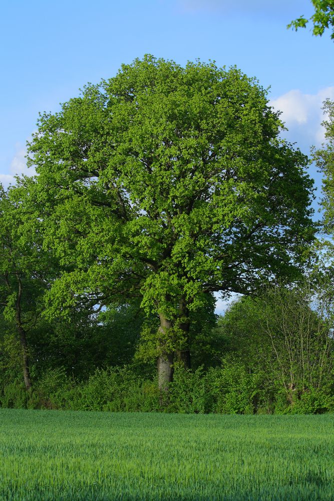 Erinnerungen an den Frühling