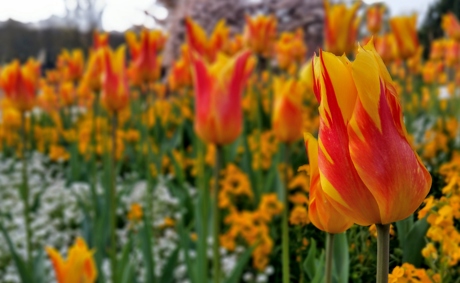 Erinnerungen an den Frühling