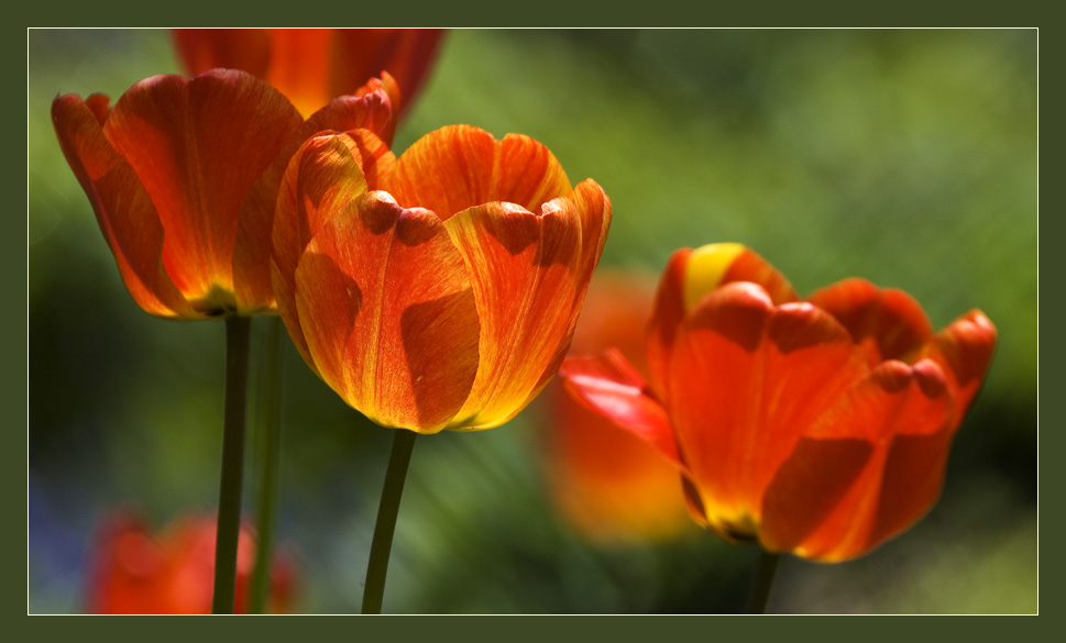 Erinnerungen an den Frühling