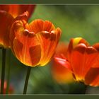 Erinnerungen an den Frühling