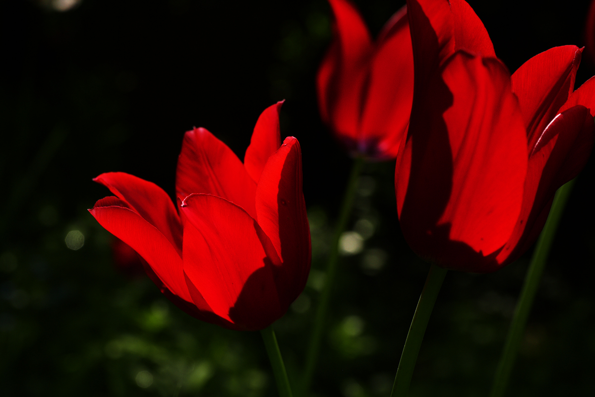 Erinnerungen an den Frühling