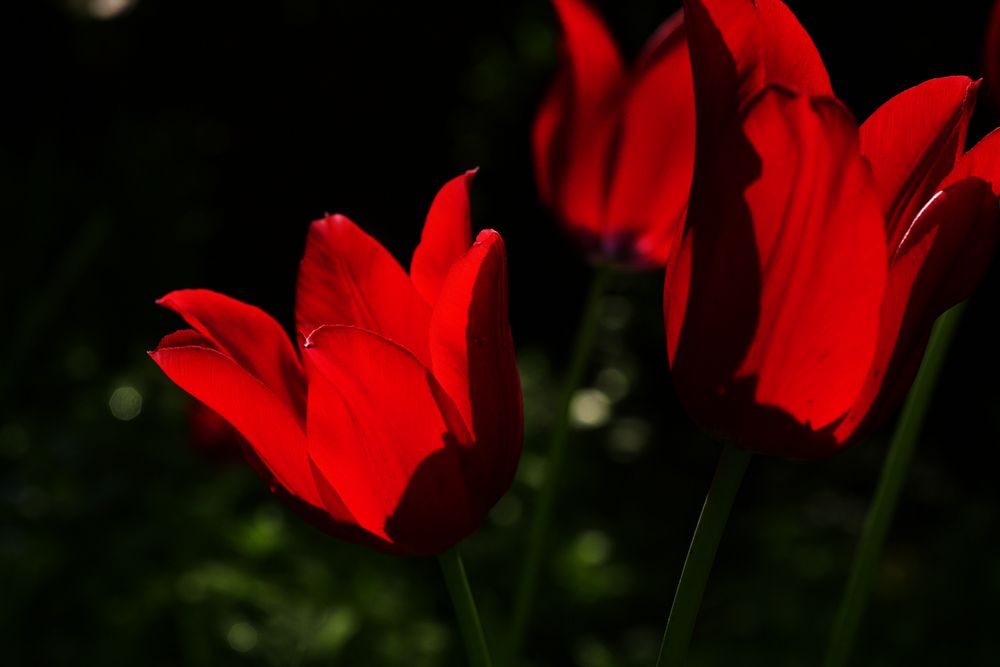 Erinnerungen an den Frühling