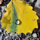 Erinnerungen an den Herbst