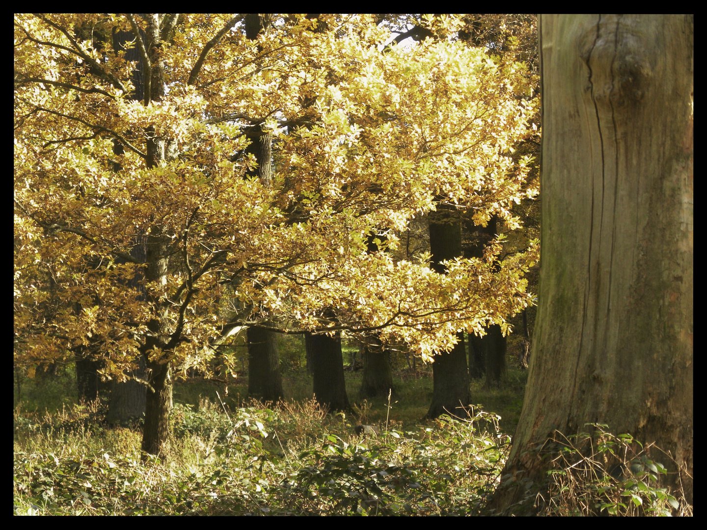 Erinnerungen an den Herbst 2