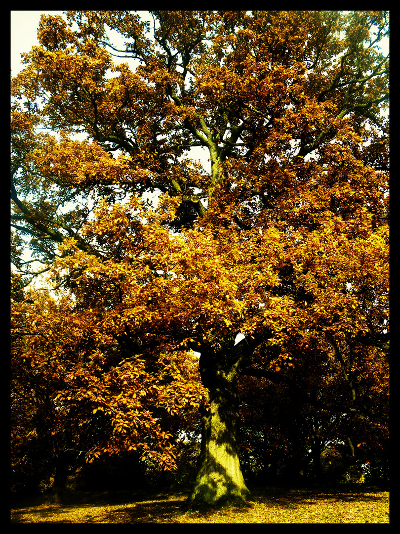 Erinnerungen an den Herbst...