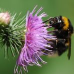 Erinnerungen an den letzten Sommer