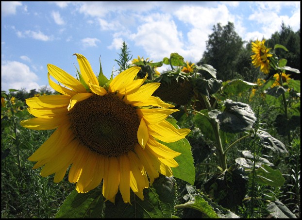 erinnerungen an den letzten sommer....