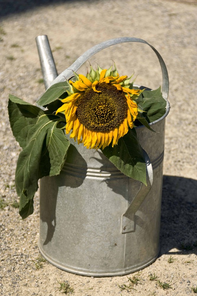 Erinnerungen an den letzten Sommer