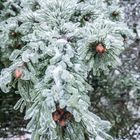 Erinnerungen an den letzten Winter