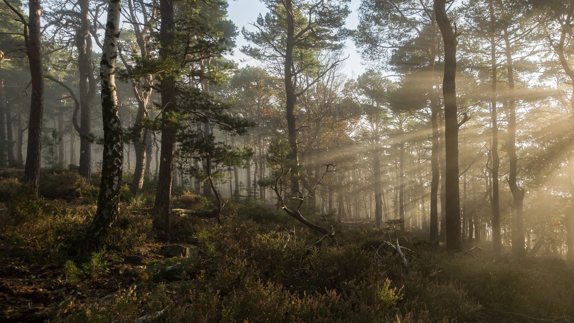 Erinnerungen an den Nebelwald