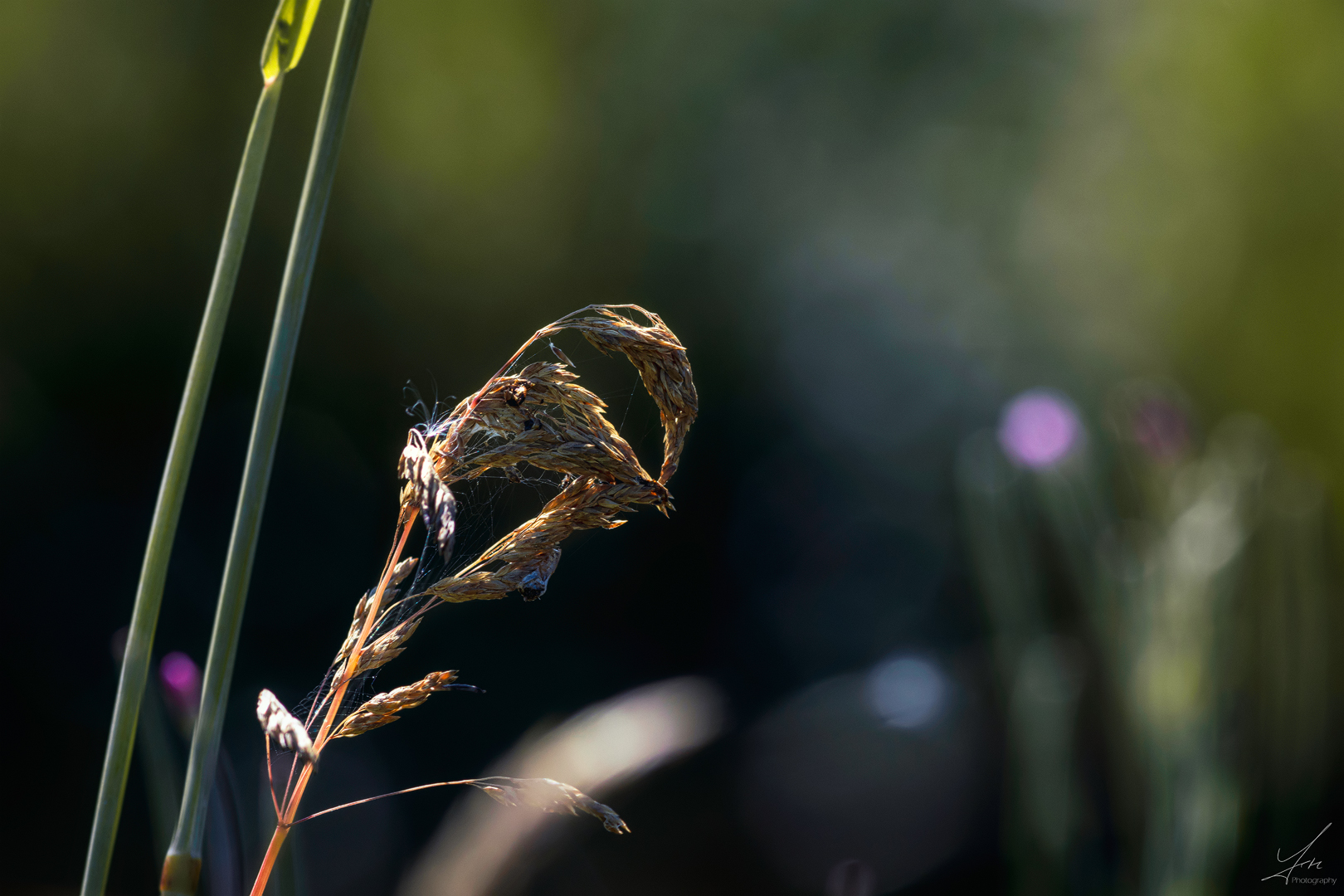 Erinnerungen an den Sommer