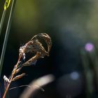 Erinnerungen an den Sommer