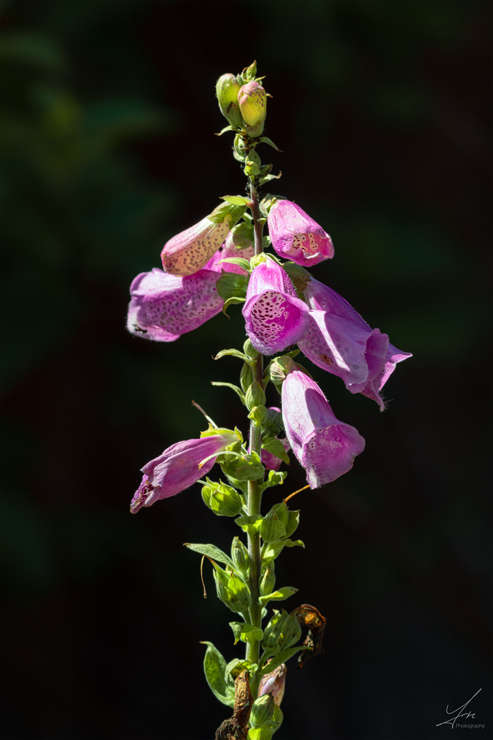 Erinnerungen an den Sommer