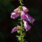 Erinnerungen an den Sommer