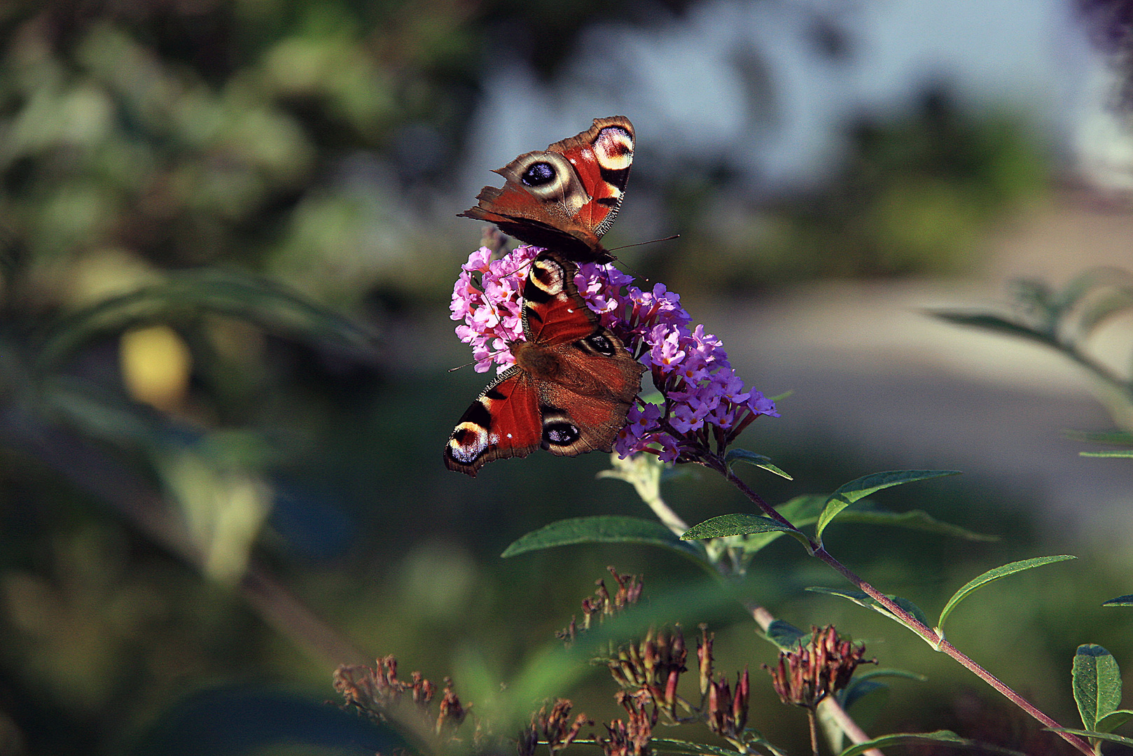 Erinnerungen an den Sommer