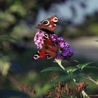 Erinnerungen an den Sommer