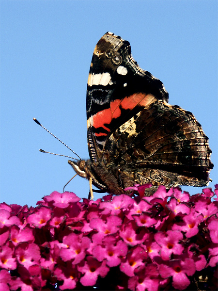 Erinnerungen an den Sommer 2