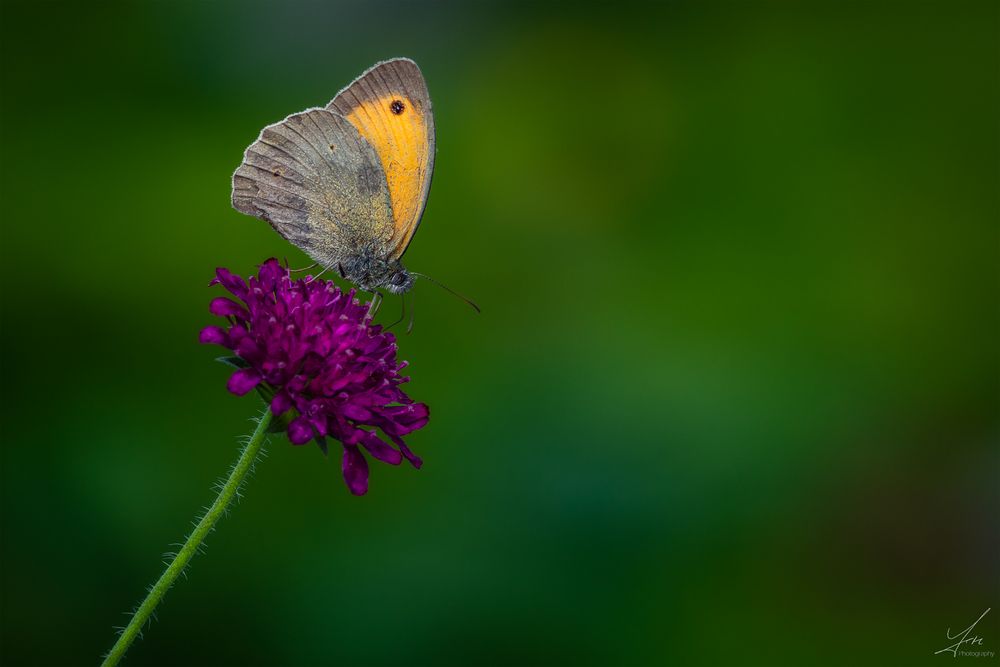 Erinnerungen an den Sommer