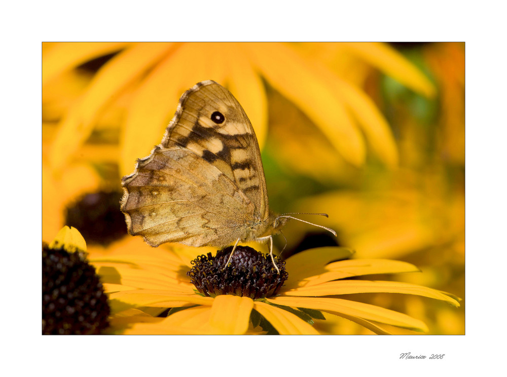 Erinnerungen an den Sommer