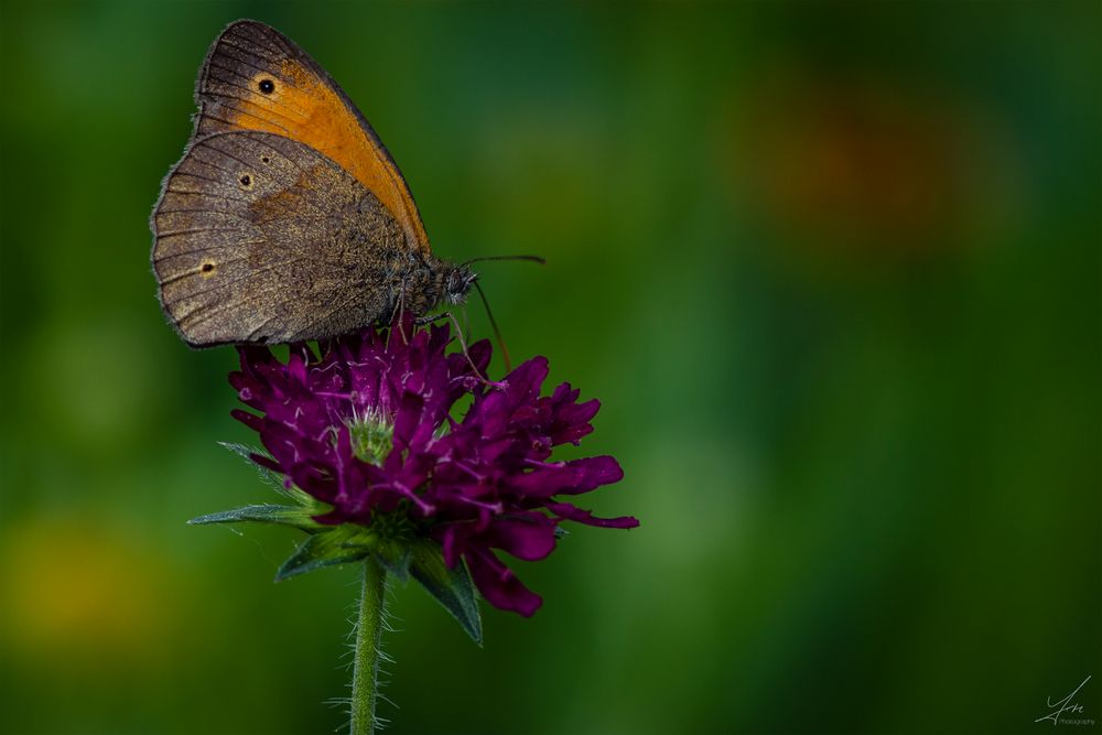 Erinnerungen an den Sommer