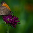 Erinnerungen an den Sommer