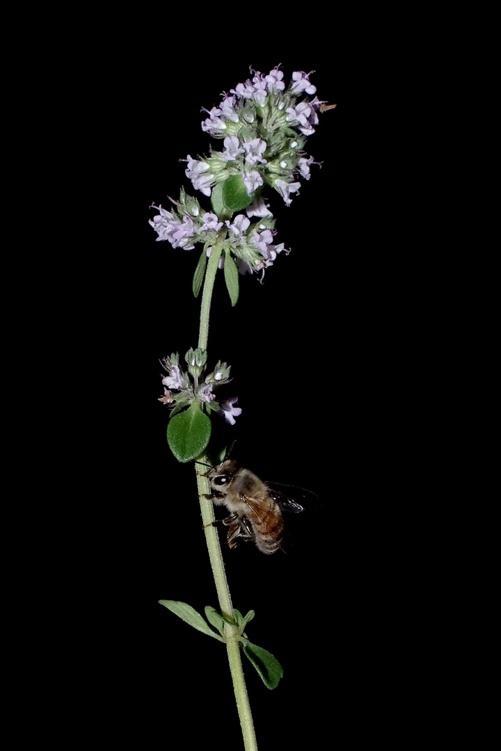 Erinnerungen an den Sommer Foto & Bild tiere, wildlife, insekten