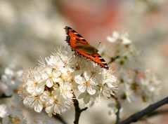 Erinnerungen an den Sommer