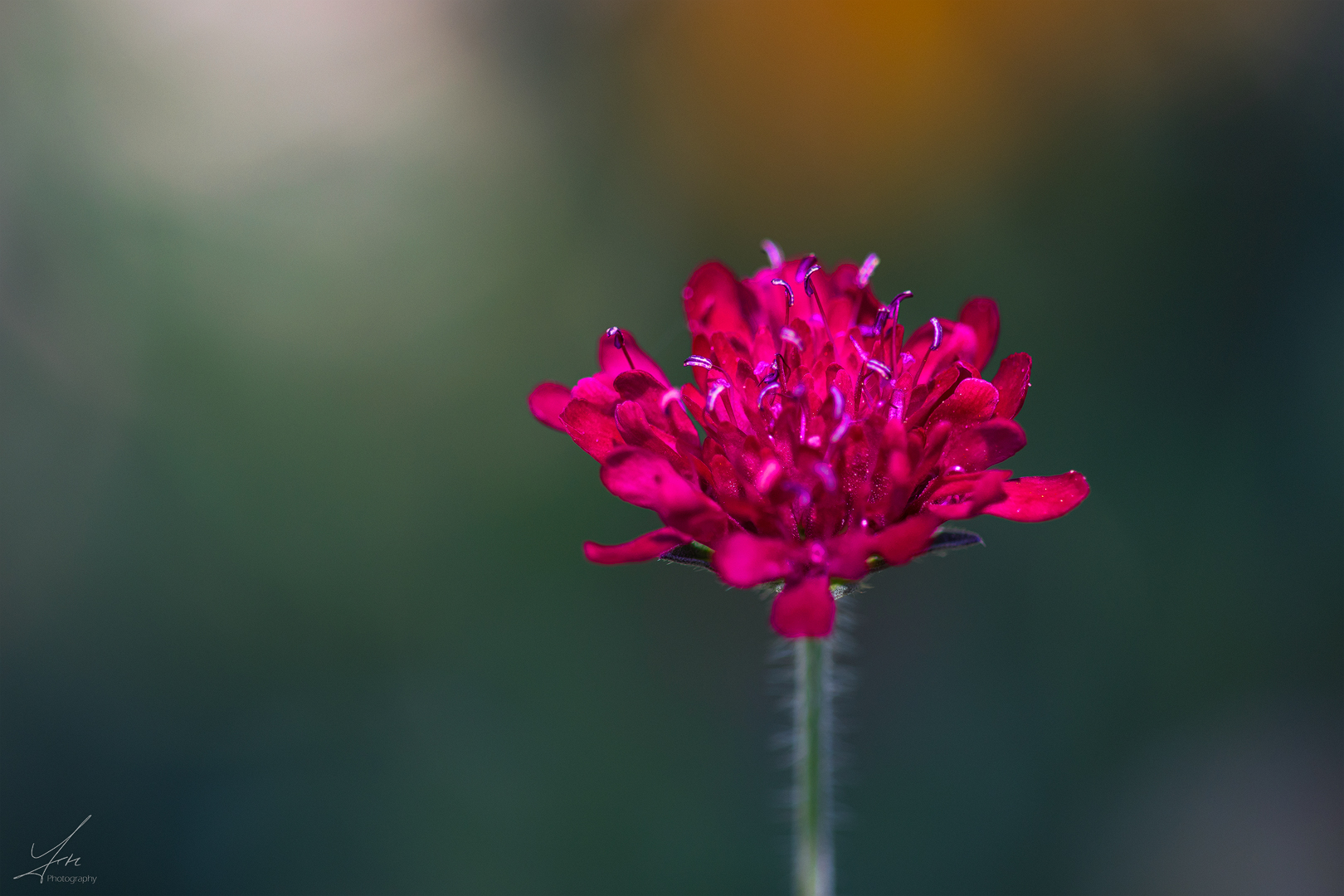 Erinnerungen an den Sommer Foto & Bild flower, nature, spezial Bilder