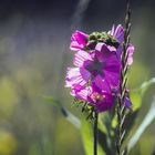 Erinnerungen an den Sommer