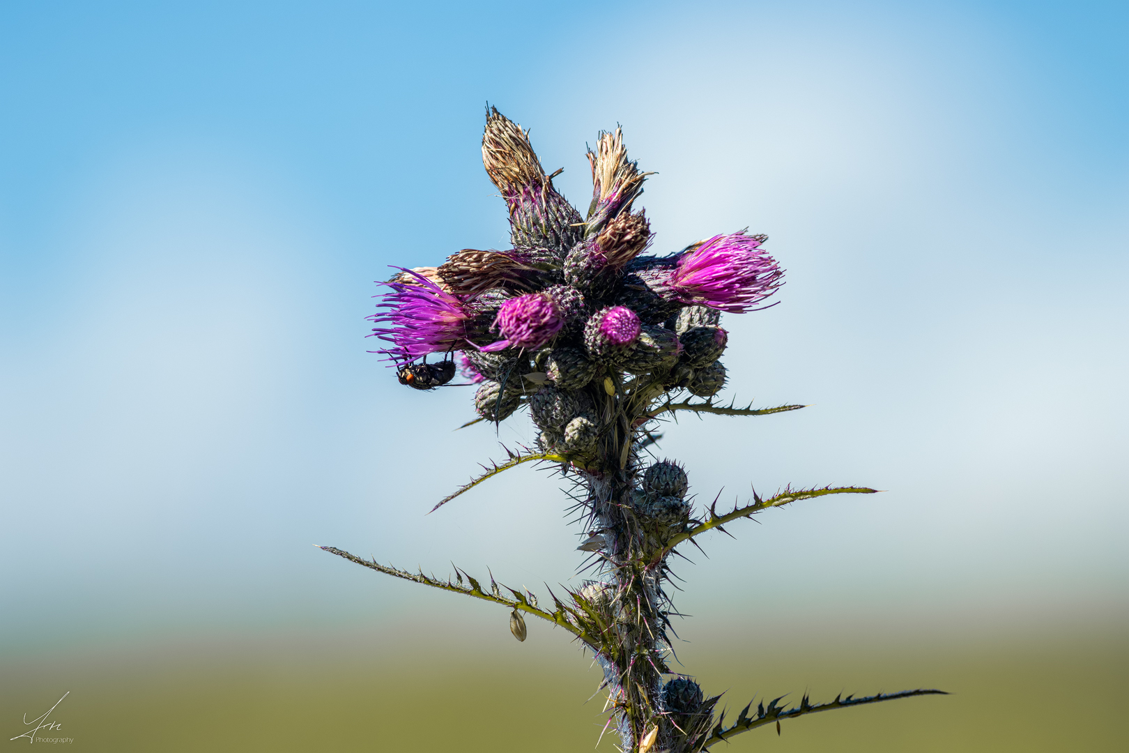 Erinnerungen an den Sommer Foto & Bild nah & makro, pflanzen, pilze