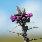 Erinnerungen an den Sommer