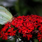 Erinnerungen an den Sommer