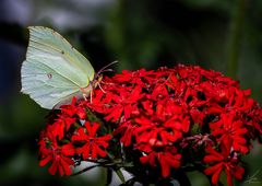 Erinnerungen an den Sommer