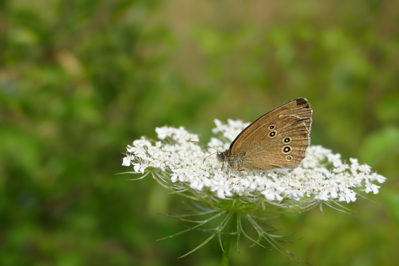 Erinnerungen an den Sommer