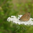 Erinnerungen an den Sommer