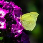 Erinnerungen an den Sommer