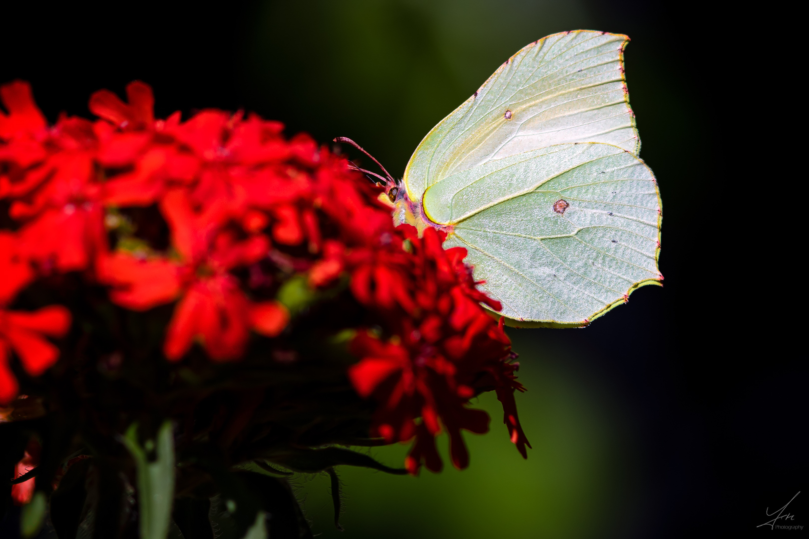 Erinnerungen an den Sommer