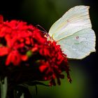 Erinnerungen an den Sommer