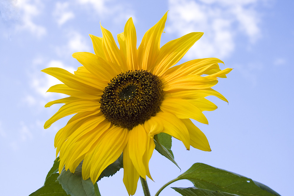 Erinnerungen an den Sommer