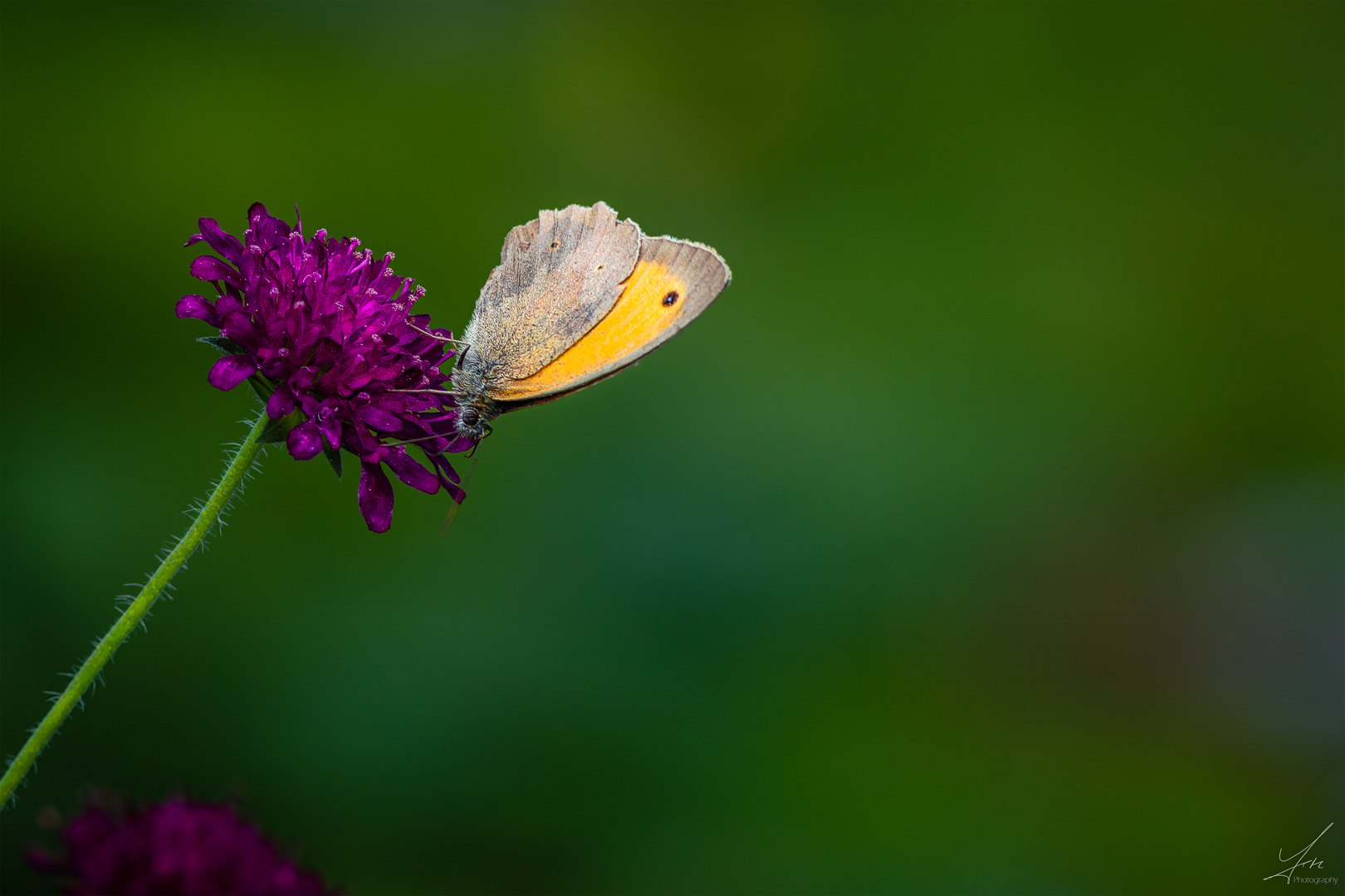 Erinnerungen an den Sommer Foto & Bild nah & makro, tiere, wildlife