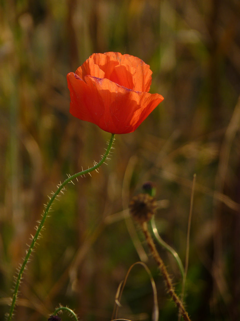 Erinnerungen an den Sommer....