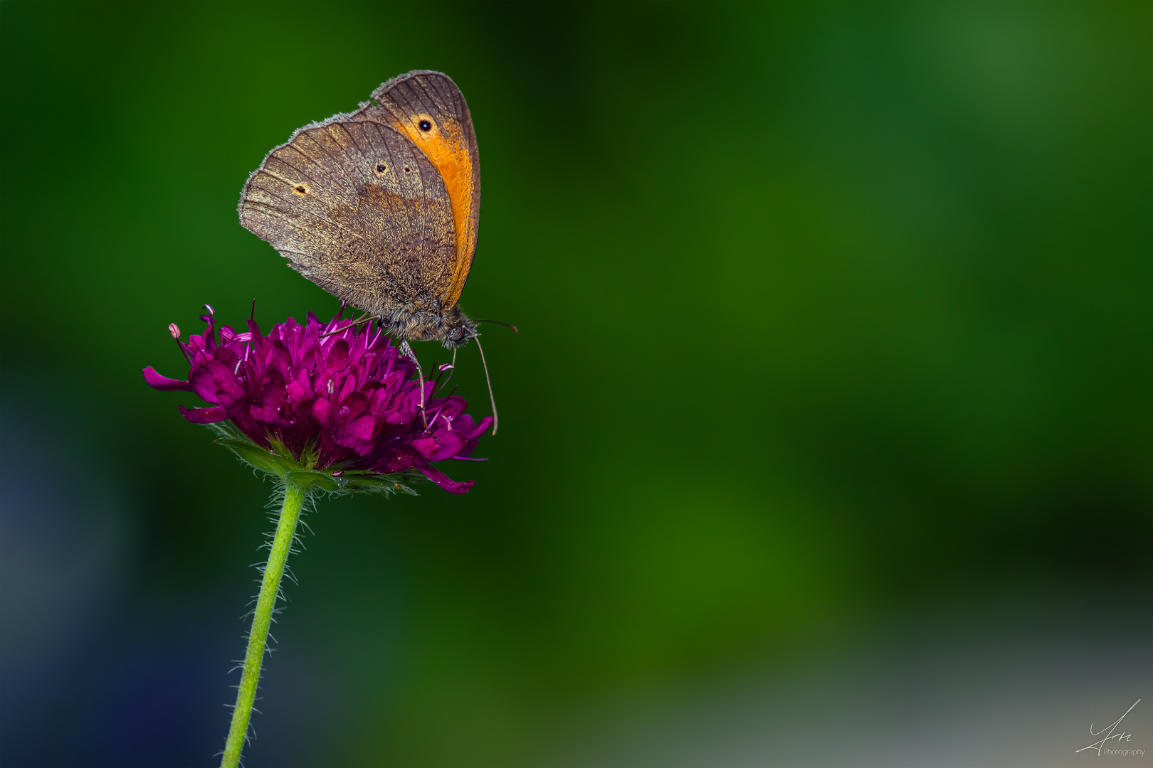 Erinnerungen an den Sommer