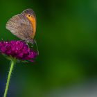 Erinnerungen an den Sommer