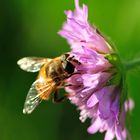 Erinnerungen an den Sommer