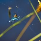 Erinnerungen an den Sommer