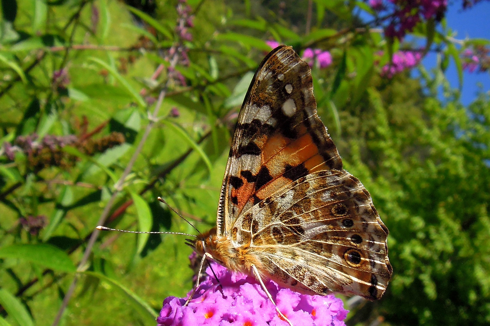 Erinnerungen an den Sommer