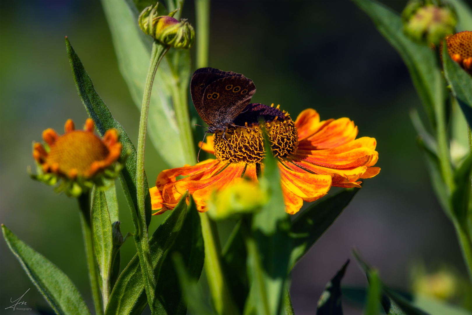 Erinnerungen an den Sommer