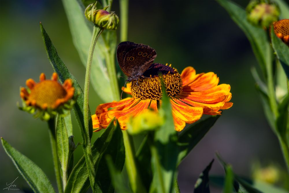 Erinnerungen an den Sommer